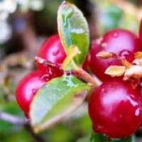 How to make lingonberry jam?