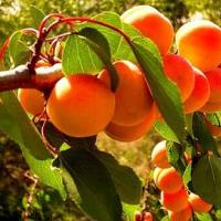 Apricots in jelly: making unusual jam Apricot jelly recipe